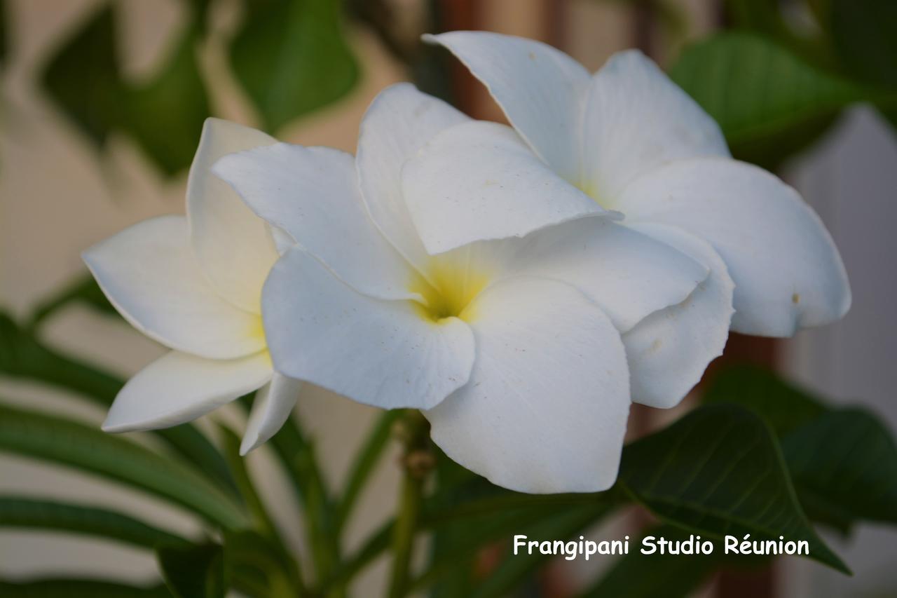 Frangipani Studio Reunion Daire La Saline Le Bains Dış mekan fotoğraf